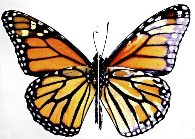 MonarchButterflyCRISPRWntADifferences.jpg.838x0_q80.jpg